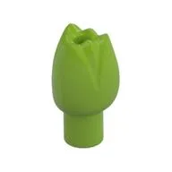 Plant, Flower, Tulip, Lime
